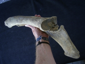 Bison priscus lower arm bones, pleistocene age