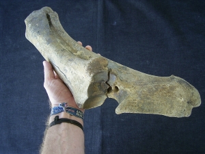 Bison priscus lower arm bones, pleistocene age