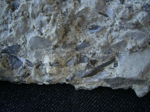 Captorhinus bonebed