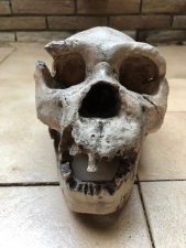 Homo Heidelbergensis Schädel Atapuerca 5