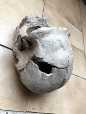 Homo Heidelbergensis Skull Atapuerca 5