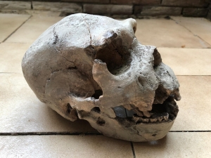 Homo Heidelbergensis Skull Atapuerca 5