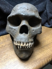 Homo Sapiens Skull Skhul 5