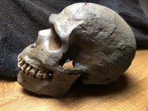 Homo Sapiens Skull Skhul 5