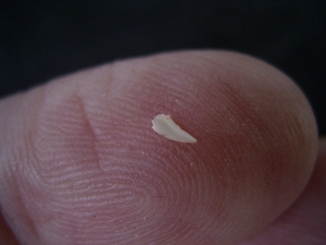 Ceratosaurus Zahn aus der Trias