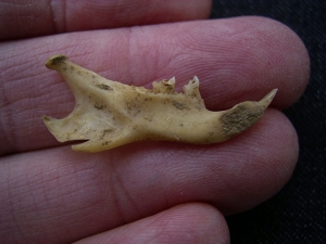 Ziesel Mandibula Sciuroidae