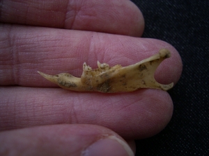 Mandibula Sciuroidae