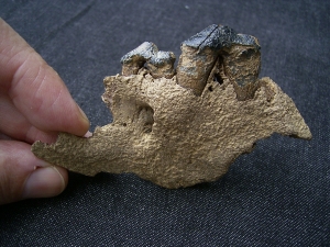 Wolf upper jaw with two teeth
