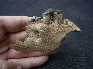 Wolf upper jaw with two teeth