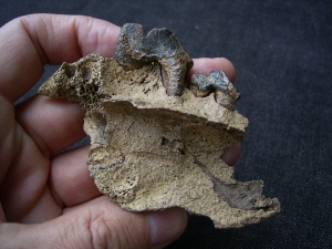 Wolf upper jaw with two teeth