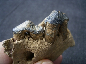 Wolf upper jaw with two teeth
