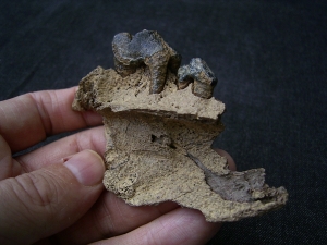 Wolf upper jaw with two teeth