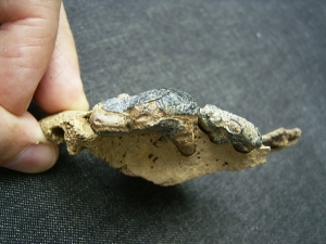 Wolf upper jaw with two teeth