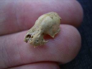 Bat skull #1