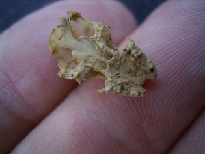 Bat skull #1