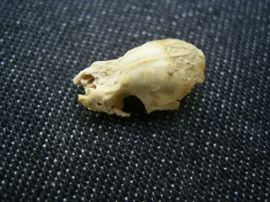 Bat skull #1