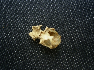 Bat skull #1