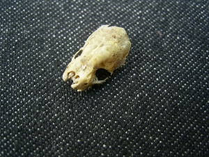 Bat skull #2