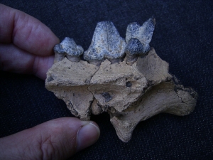 Hyena jaw