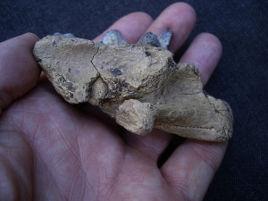 Hyena jaw