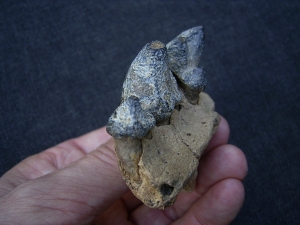 Hyena jaw