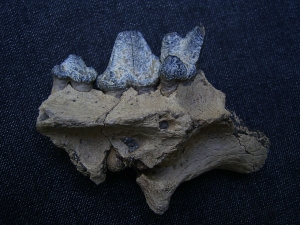 Hyena jaw