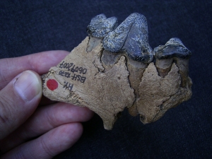 Hyena jaw