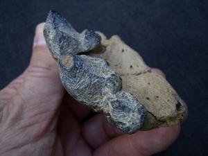 Hyena jaw