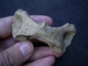 Hyena Atlas vertebra