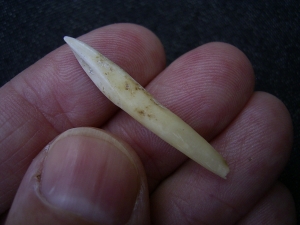 Wild boar tooth (Sus scrofa) cave find