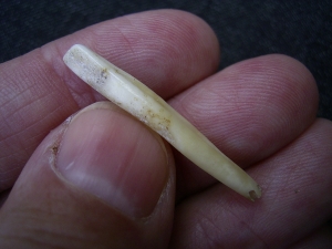 Wild boar tooth (Sus scrofa) cave find