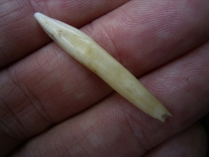 Wild boar tooth (Sus scrofa) cave find