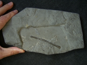 Pterosaur bone, Holzmaden