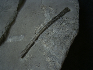 Pterosaur bone, Holzmaden