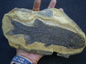 Paramblypterus fish fossil # 2