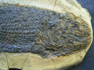 Paramblypterus Fisch Fossil # 2