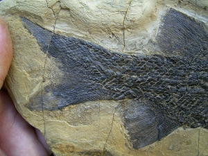 Paramblypterus fish fossil # 2