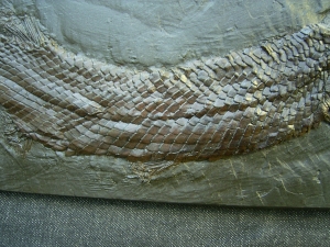 Atracosteus Garfish Messel pit - cast