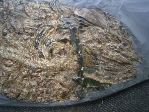 Cyclurus kehreri mud fish from world famous location