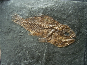 Rhenanoperca - Bony fish from Messel pit