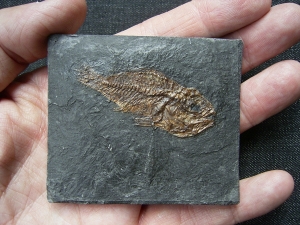 Rhenanoperca - Bony fish from Messel pit