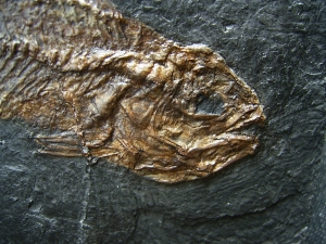 Rhenanoperca - Barsch aus der Grube Messel - Reproduktion