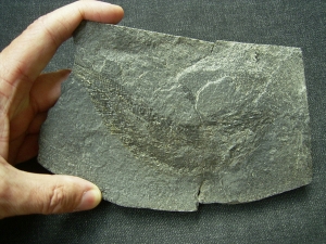 Palaeoniscum Kupferschiefer-Hering