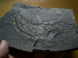 Palaeoniscum Kupferschiefer-Hering