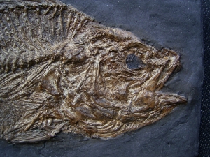 Messel pit perch Amphiperca - reproduction