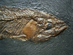 Thaumaturus - Fisch aus der Grube Messel - Reproduktion #2