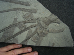 Ichthyosaur bones - highly interesting piece