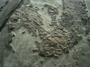Ichthyosaurier Knochen - hochinteressantes Stück!