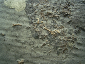 Ichthyosaurier Knochen - hochinteressantes Stück!