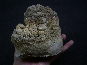 Stromatolithes - nice piece